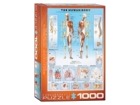 EuroGraphics: The Human Body (1000)