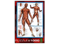 EuroGraphics: The Muscular System (1000)