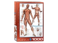 EuroGraphics: The Muscular System (1000)