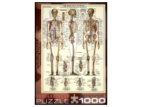 EuroGraphics: The Skeletal System (1000)