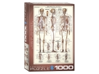 EuroGraphics: The Skeletal System (1000)