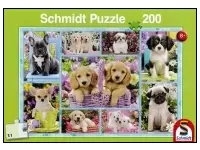 Schmidt: Puppies (200)