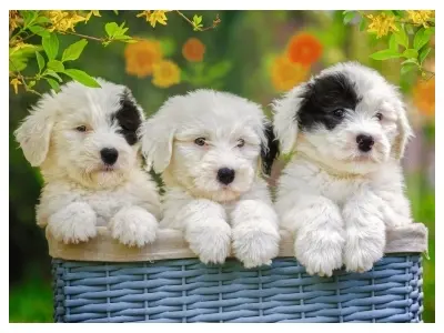 Klicka för större bild