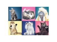 Trefl: Kittens (500)