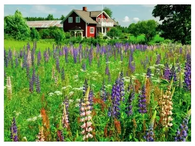 Klicka för större bild