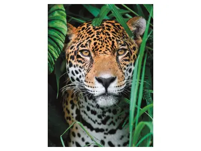 Klicka för större bild