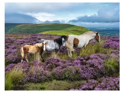 Klicka för större bild